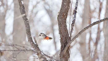 Great Spotted Woodpecker 青葉公園(千歳市) Mon, 1/1/2024