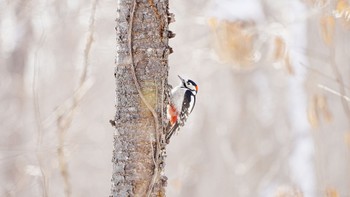 Great Spotted Woodpecker 青葉公園(千歳市) Mon, 1/1/2024