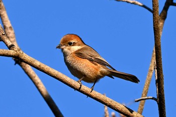 Bull-headed Shrike 加木屋緑地 Sun, 1/14/2024