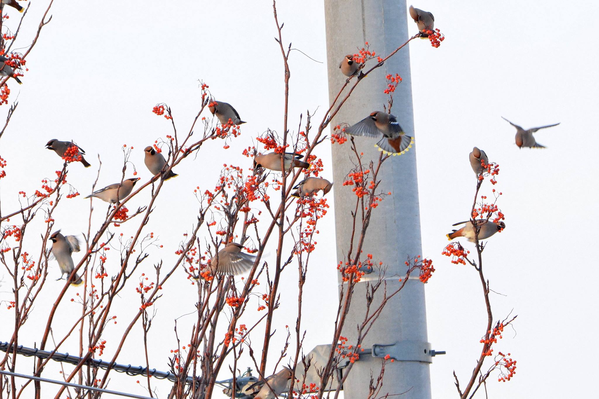 Bohemian Waxwing