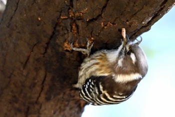 コゲラ 聚楽園公園 2024年1月14日(日)