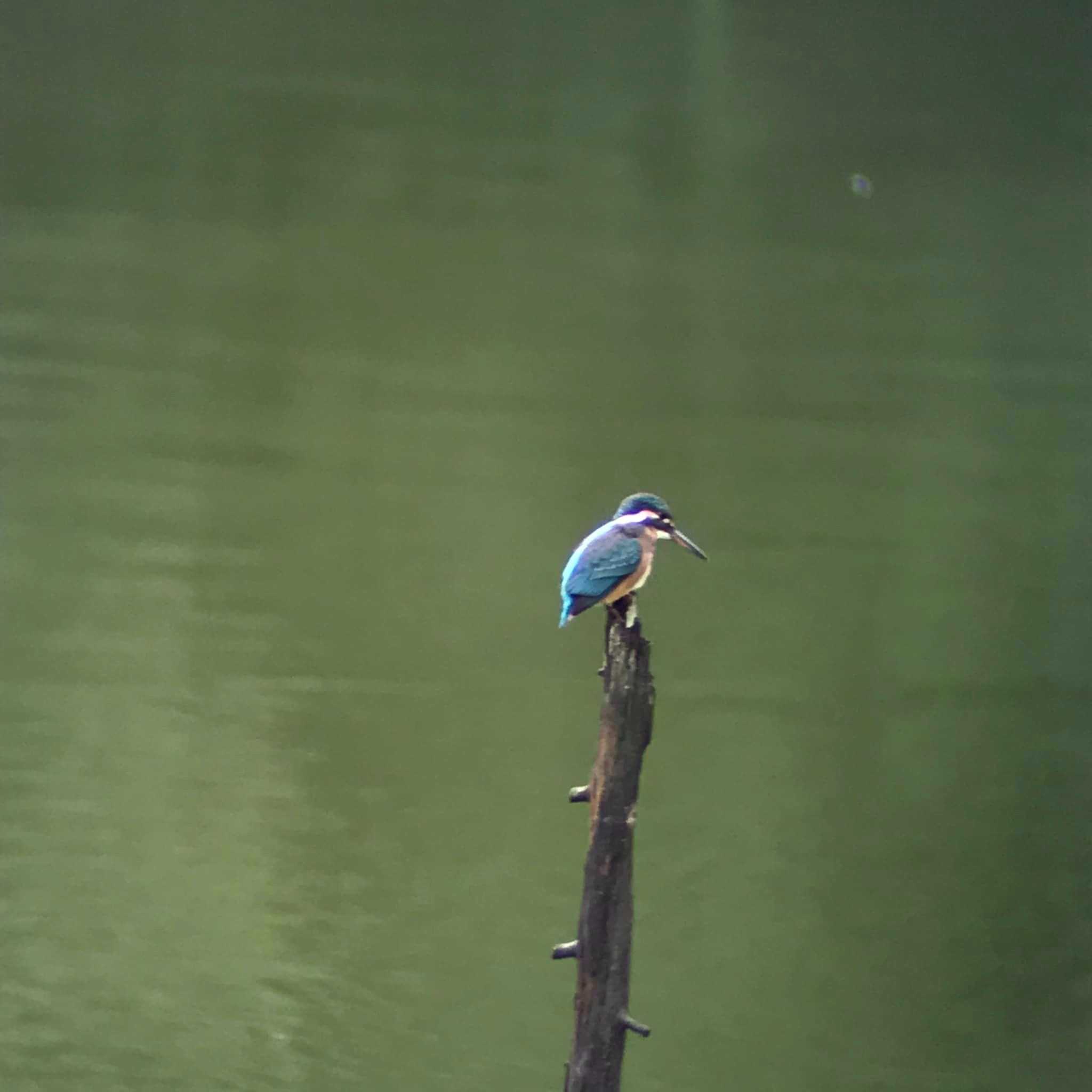 Common Kingfisher