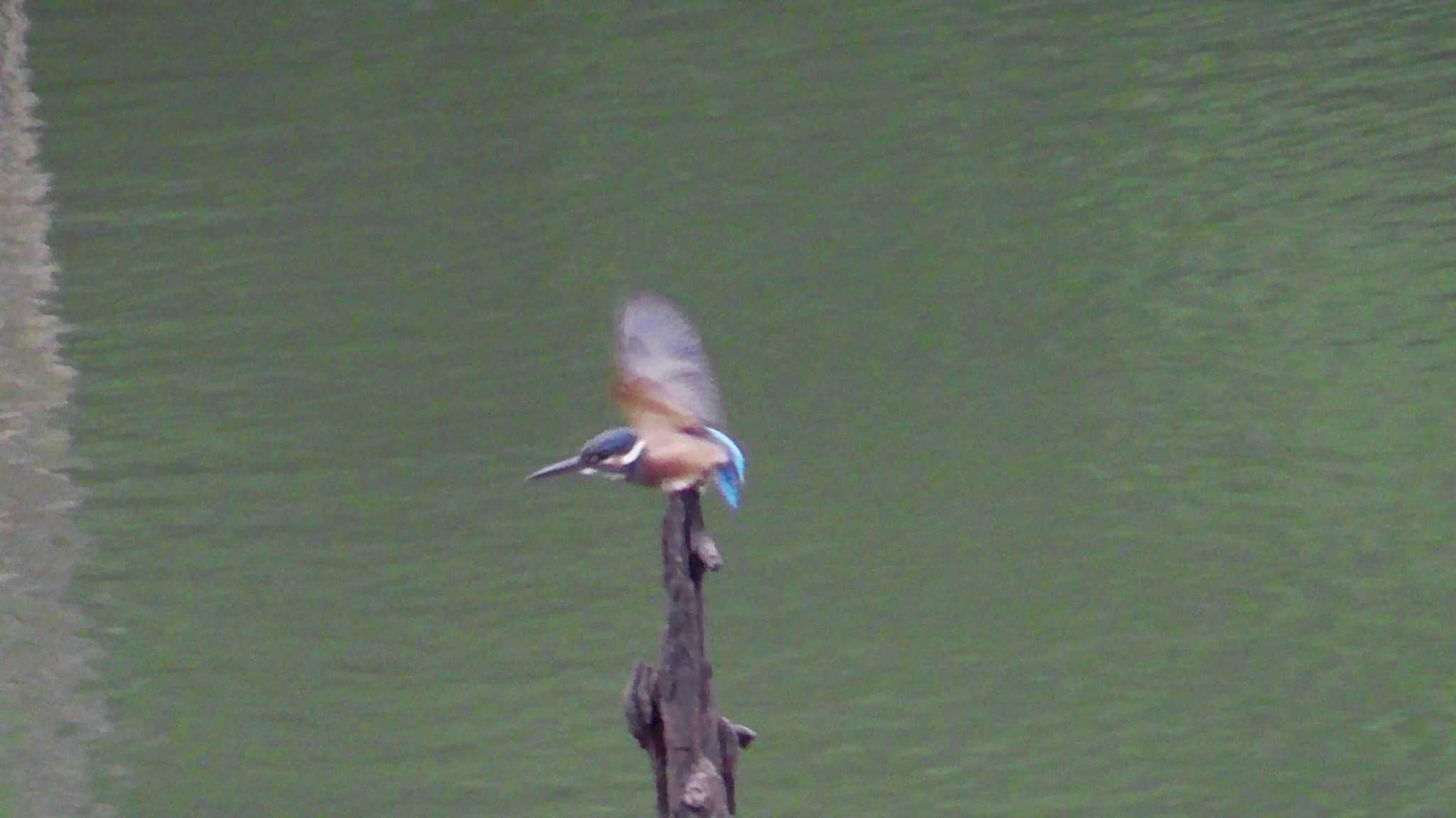 Common Kingfisher