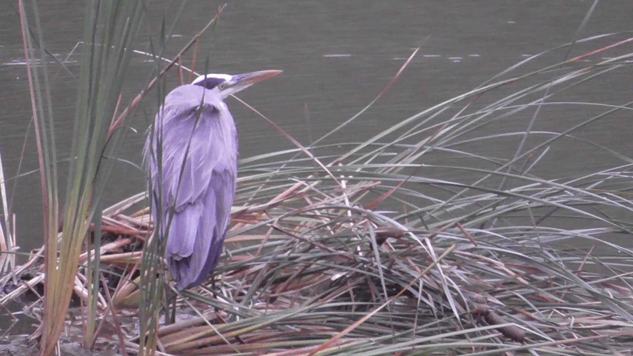 Grey Heron