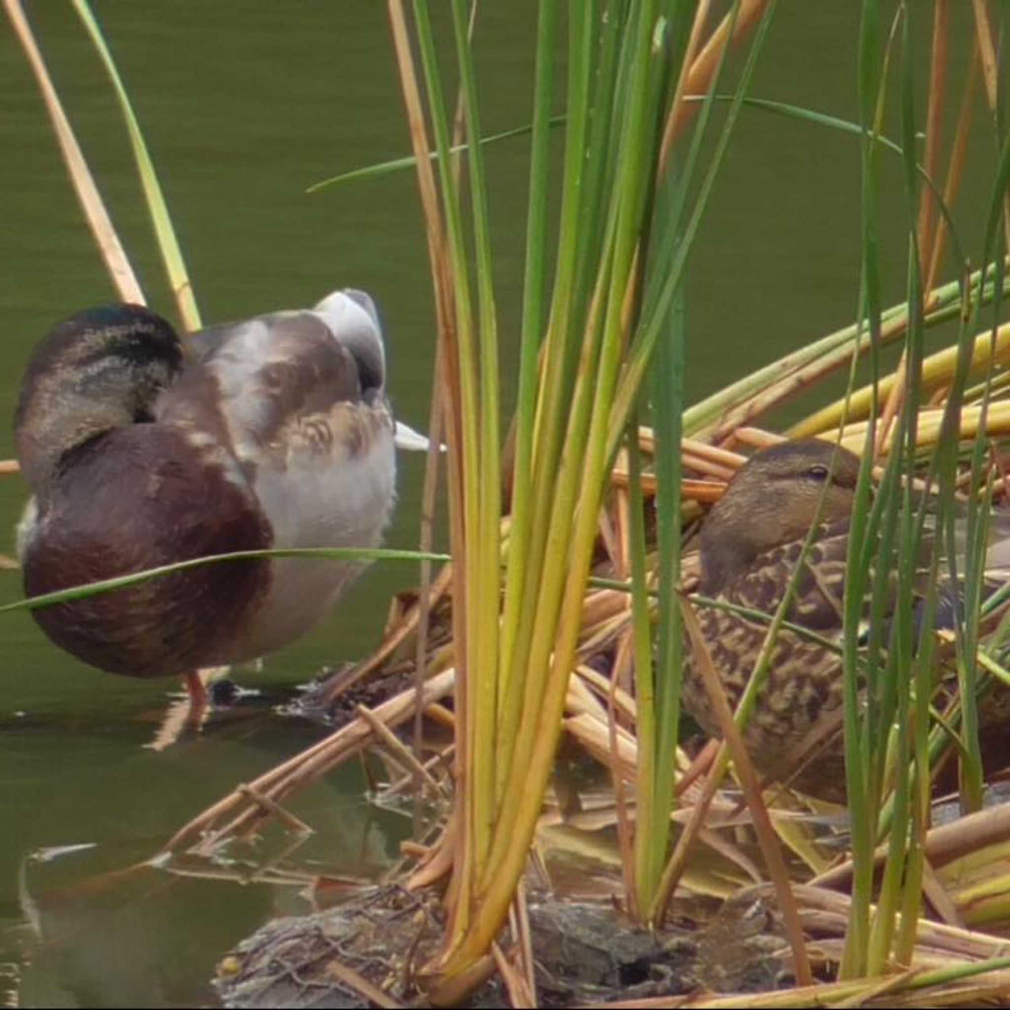 Mallard