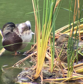 2023年10月19日(木) 青葉の森公園(千葉県)の野鳥観察記録