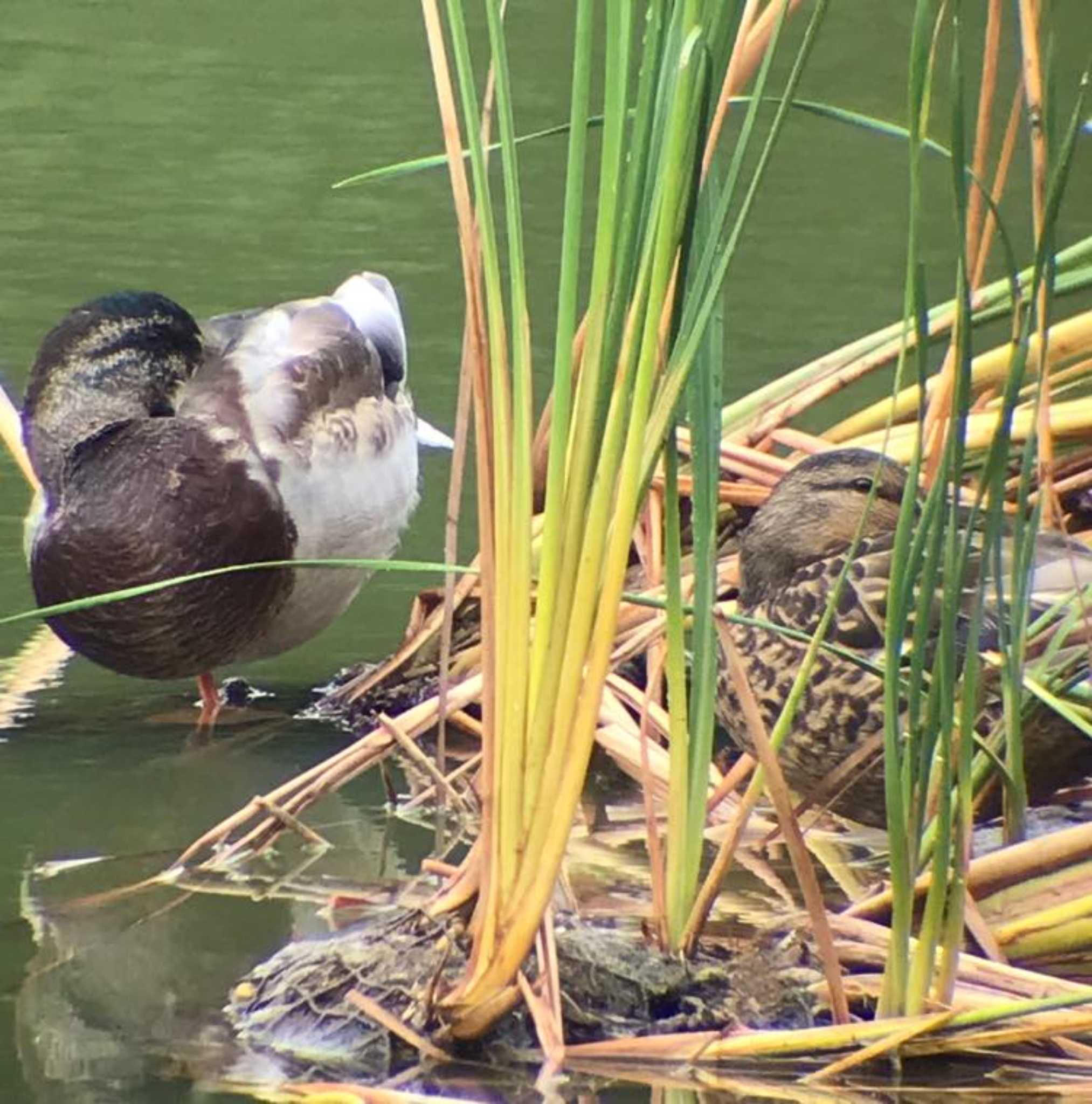 Mallard