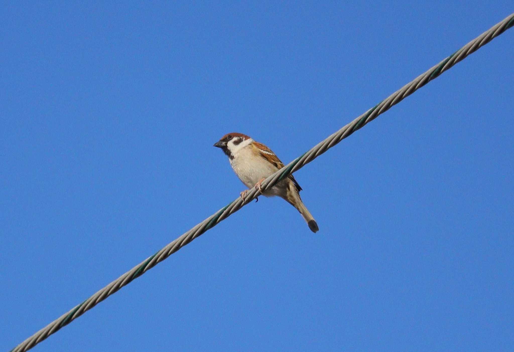 Eurasian Tree Sparrow