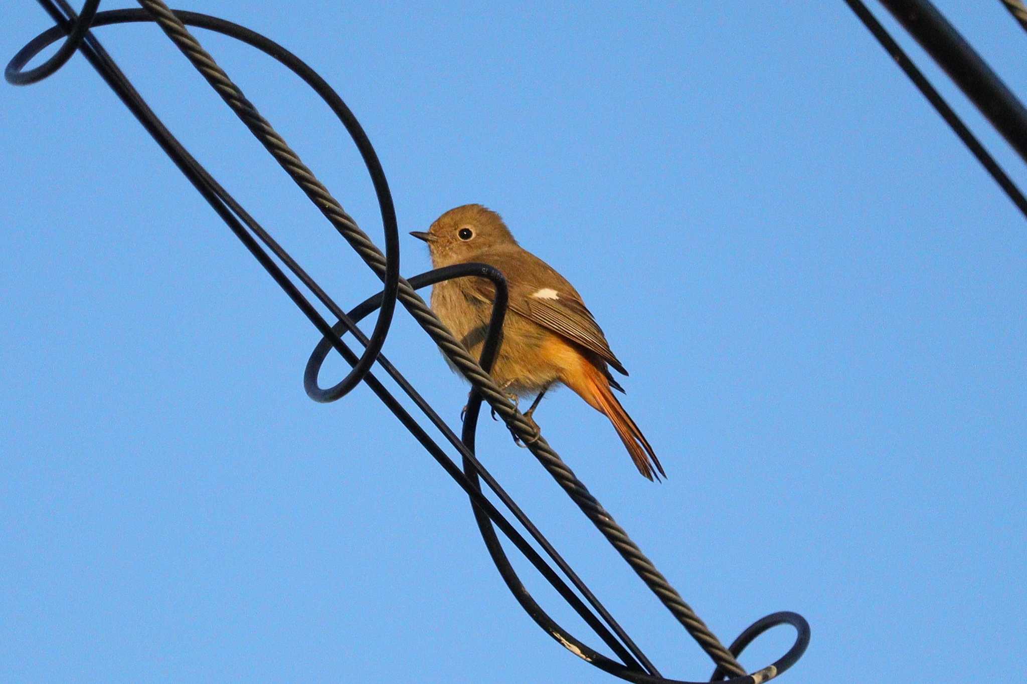 Daurian Redstart