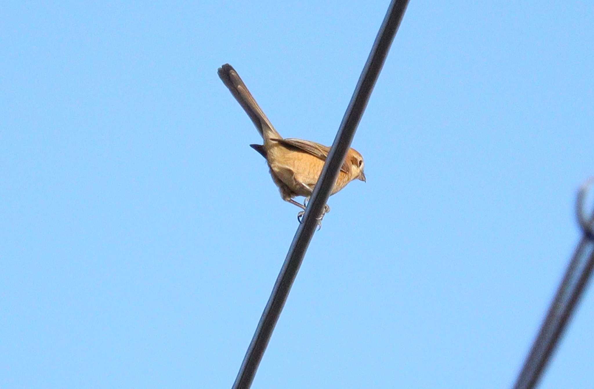 Bull-headed Shrike