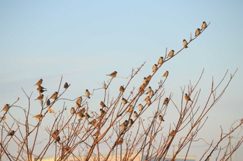 スズメ 鍋田干拓地 2024年1月14日(日)