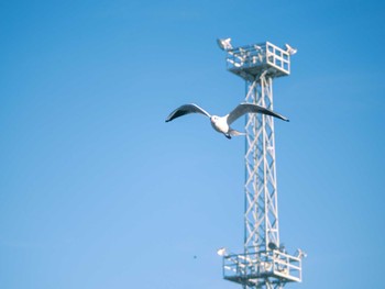 Black-headed Gull 竹下公園 Sat, 12/9/2023