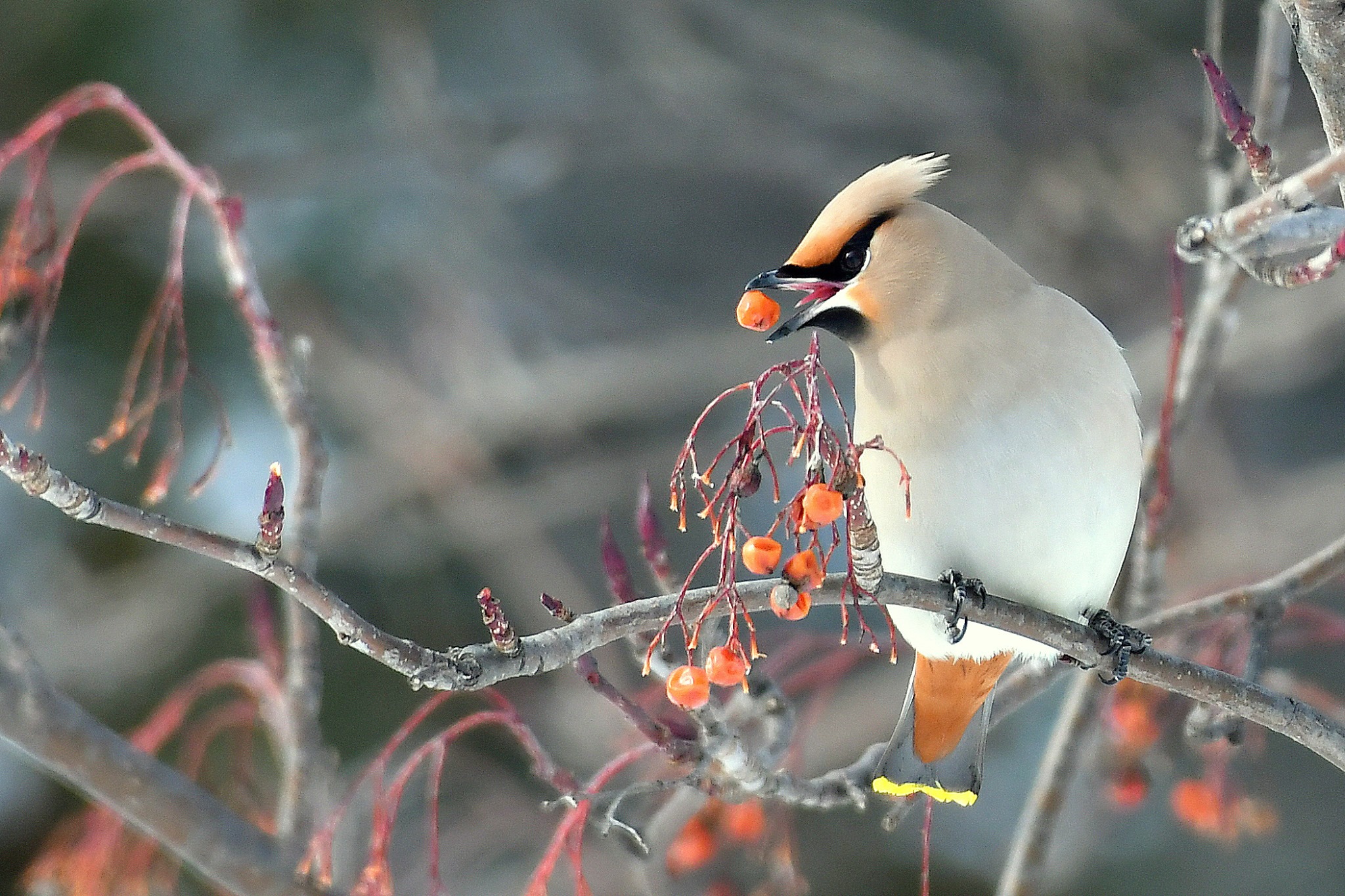 Photo of Bohemian Waxwing at 北海道 by Markee Norman