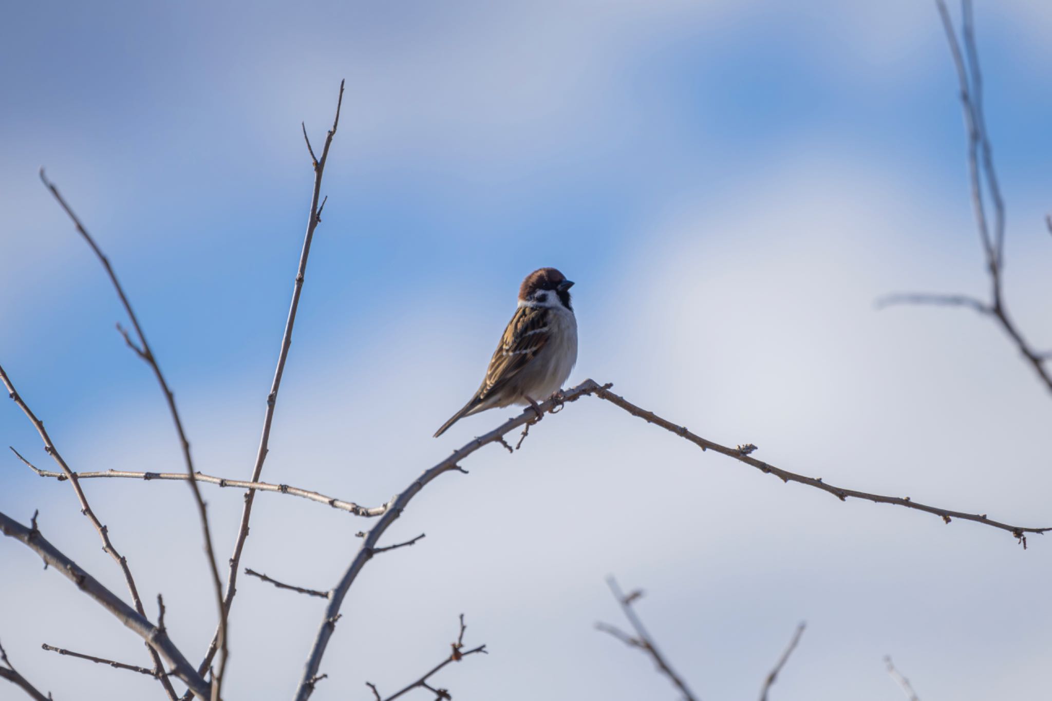 Photo of Eurasian Tree Sparrow at Watarase Yusuichi (Wetland) by 丹色