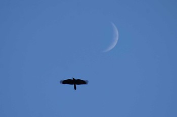 Large-billed Crow ＭＦ Mon, 1/15/2024