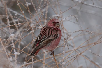 Pallas's Rosefinch Unknown Spots Mon, 1/15/2024