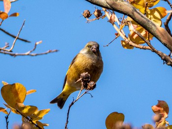 カワラヒワ 福岡県営春日公園(春日市) 2023年11月24日(金)