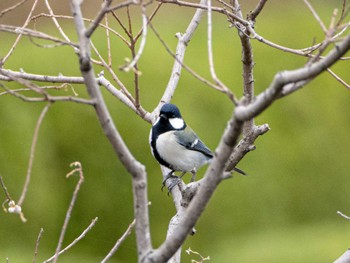 Japanese Tit 福岡県営春日公園(春日市) Fri, 11/24/2023