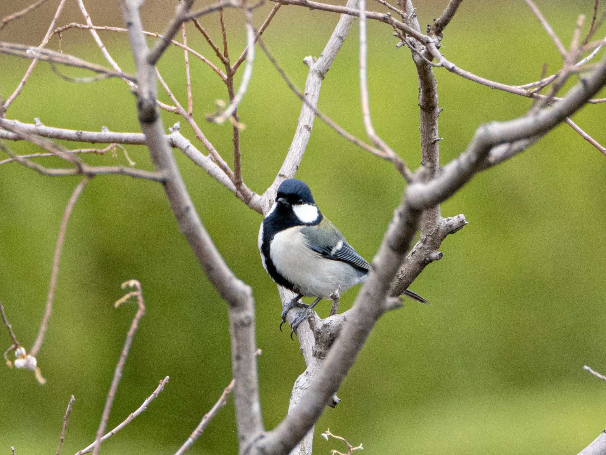 シジュウカラ