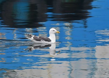 オオセグロカモメ 北海道 撮影日未設定