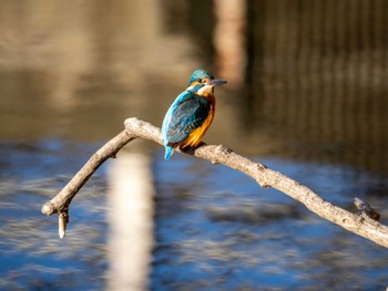 カワセミ 福岡県営春日公園(春日市) 2023年11月24日(金)