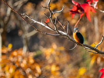 カワセミ 福岡県営春日公園(春日市) 2023年11月24日(金)