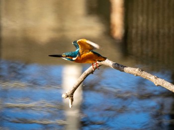 Common Kingfisher 福岡県営春日公園(春日市) Fri, 11/24/2023