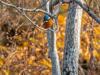 Common Kingfisher 福岡県営春日公園(春日市) Fri, 11/24/2023