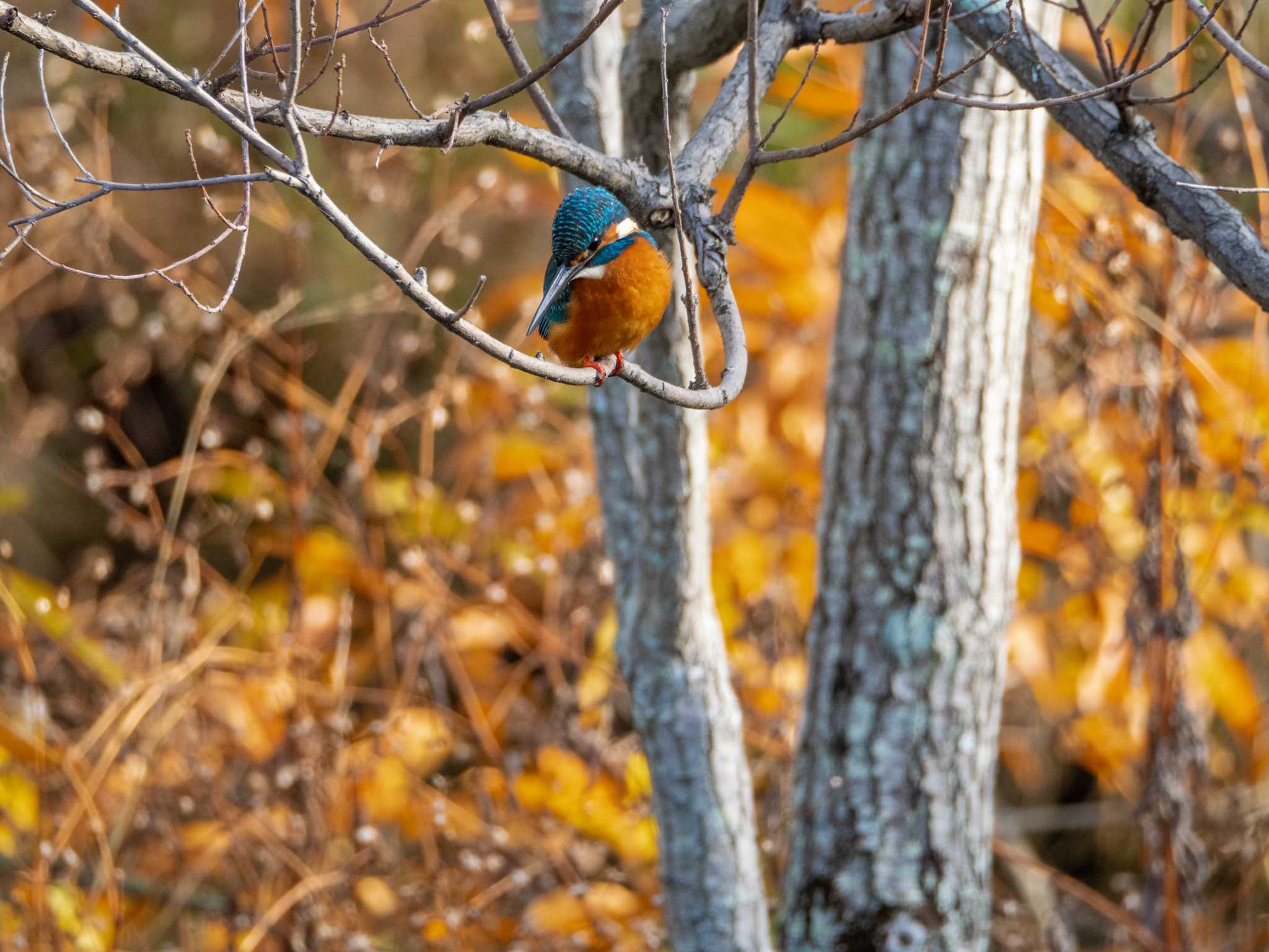 Photo of Common Kingfisher at 福岡県営春日公園(春日市) by umashika