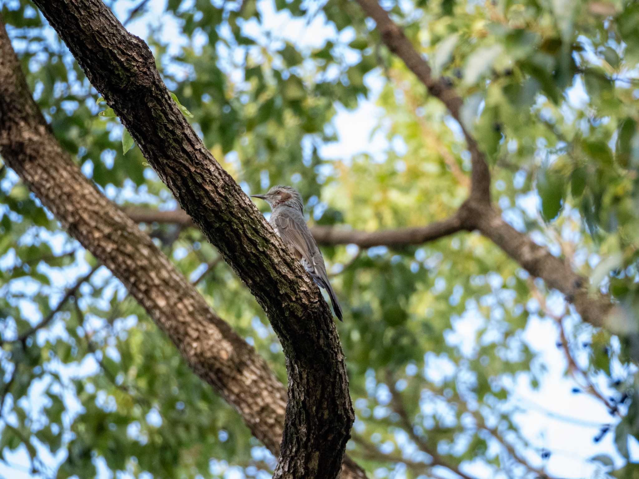 福岡県営春日公園(春日市) ヒヨドリの写真 by umashika