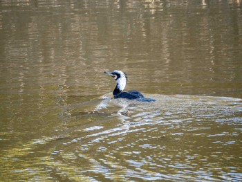 Great Cormorant 福岡県営春日公園(春日市) Fri, 11/24/2023