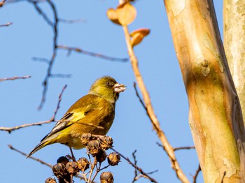 Grey-capped Greenfinch 福岡県営春日公園(春日市) Fri, 11/24/2023