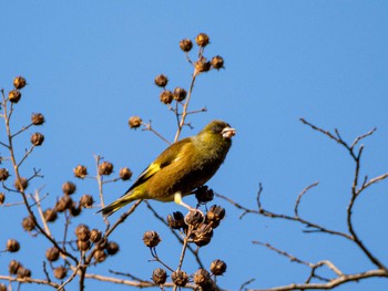 カワラヒワ 福岡県営春日公園(春日市) 2023年11月24日(金)