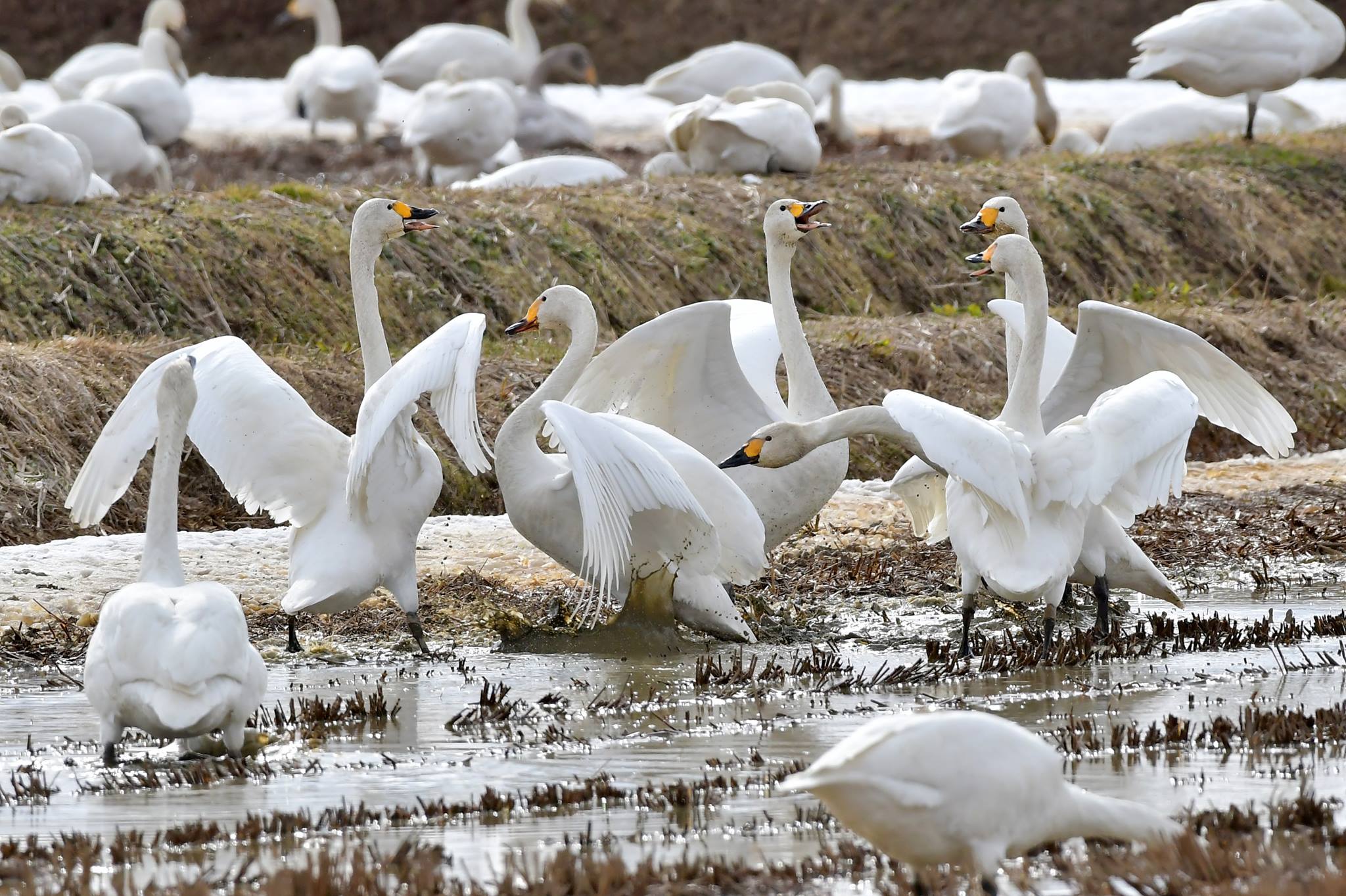 北海道 コハクチョウの写真 by Markee Norman