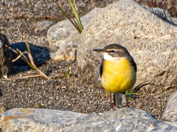 2023年12月29日(金) 大隅湖の野鳥観察記録