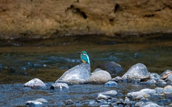 Common Kingfisher 大隅湖 Fri, 12/29/2023