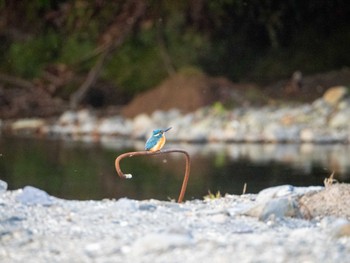 Common Kingfisher 大隅湖 Fri, 12/29/2023