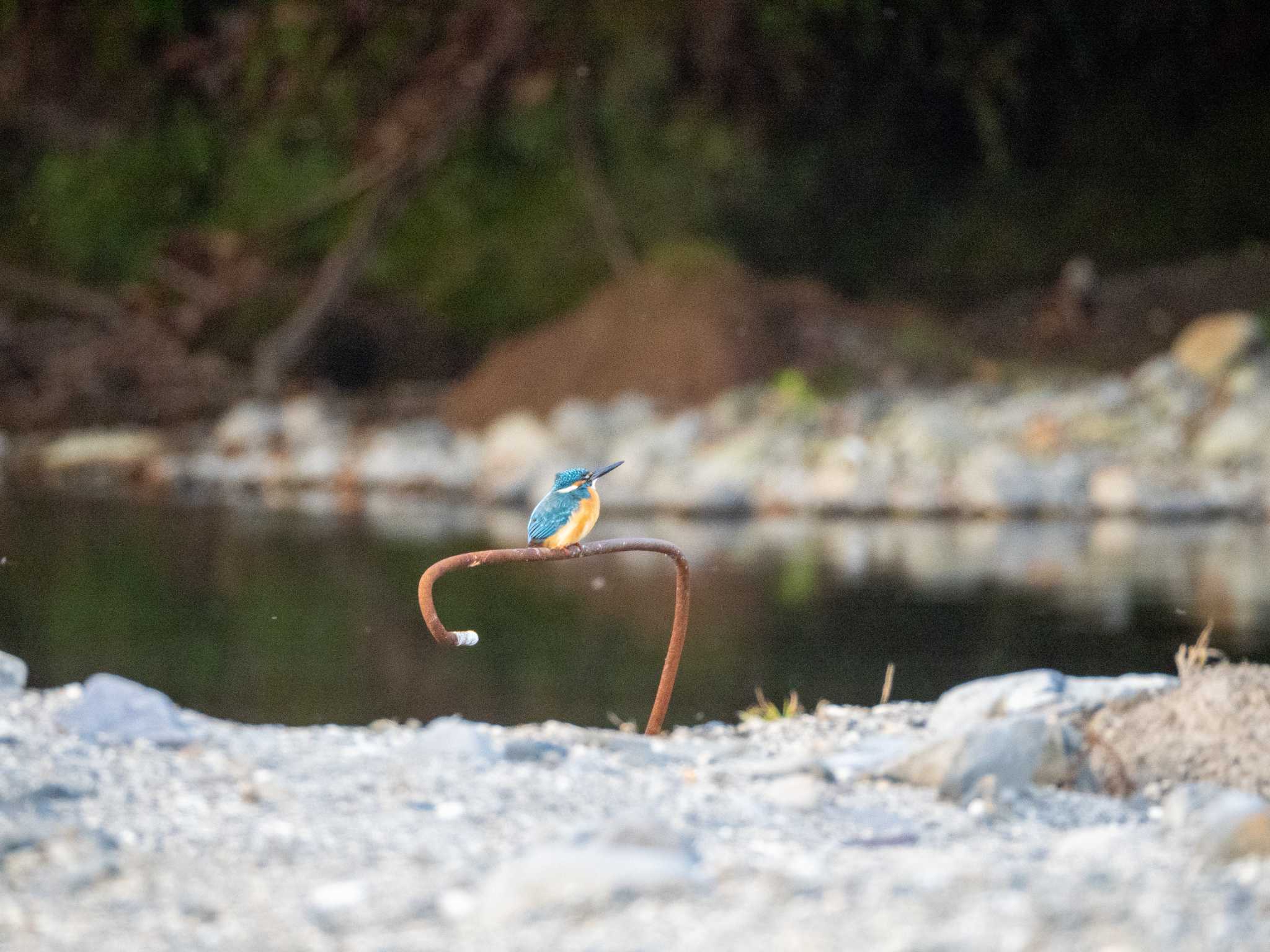 カワセミ