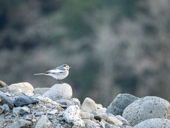 White Wagtail 大隅湖 Fri, 12/29/2023