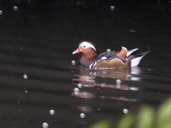 2023年10月9日(月) 千城台野鳥観察園の野鳥観察記録