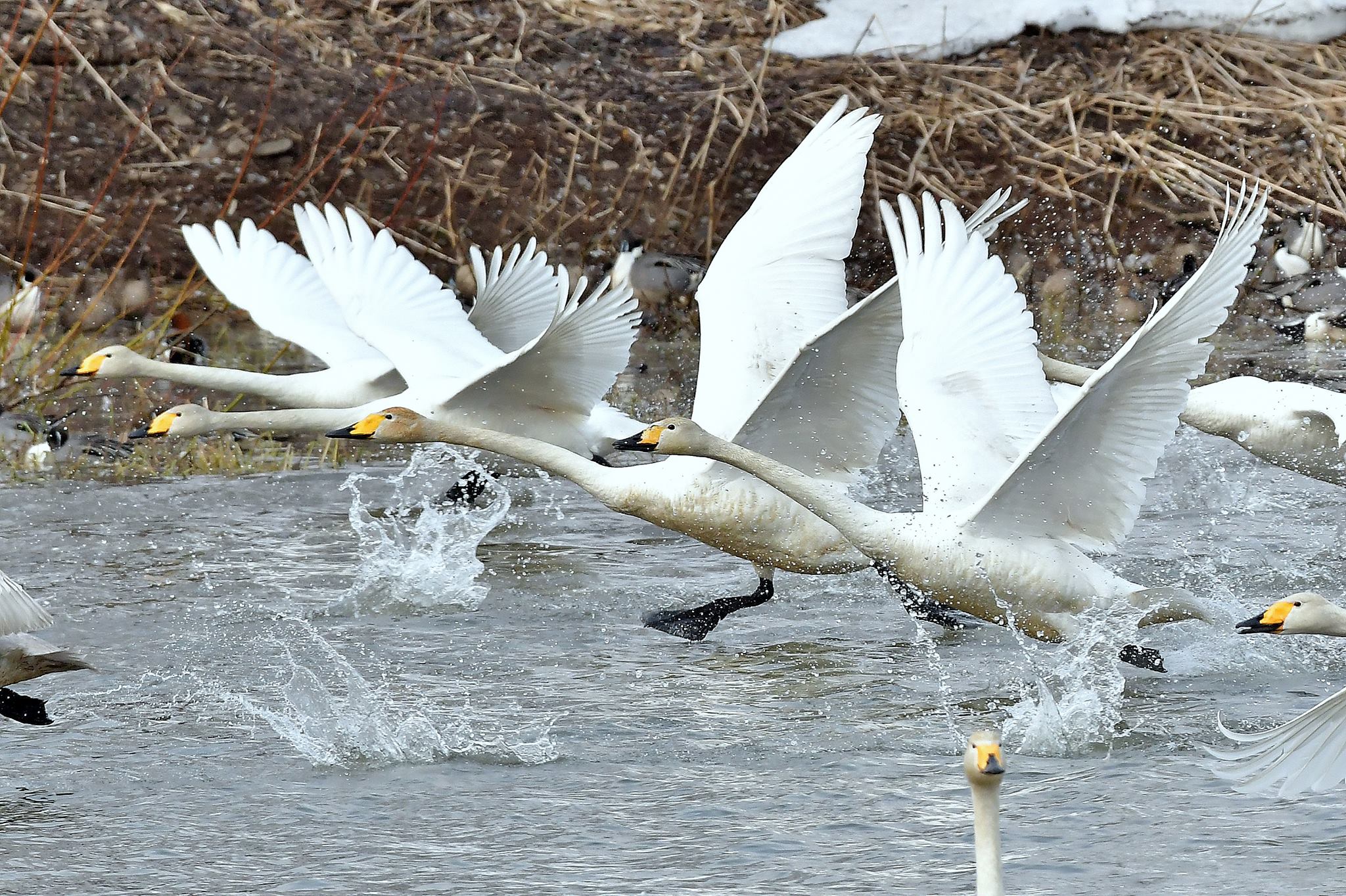 北海道 オオハクチョウの写真 by Markee Norman