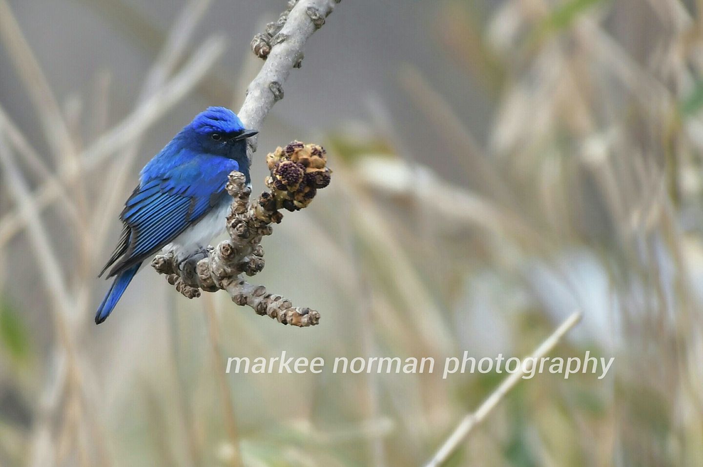 Photo of Blue-and-white Flycatcher at 北海道 by Markee Norman