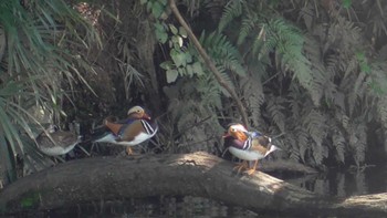 オシドリ 千城台野鳥観察園 2023年10月7日(土)