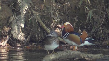 オシドリ 千城台野鳥観察園 2023年10月7日(土)