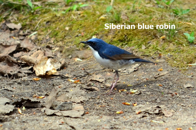 Siberian Blue Robin