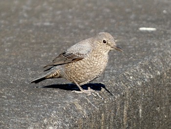 Sat, 1/13/2024 Birding report at 安倍川河口