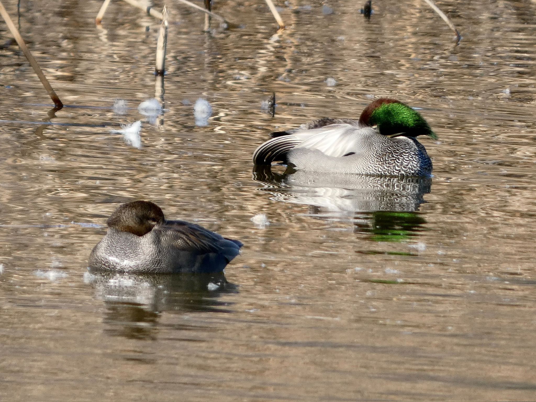 Falcated Duck