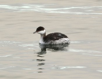 Horned Grebe 富士川河口 Sat, 1/13/2024