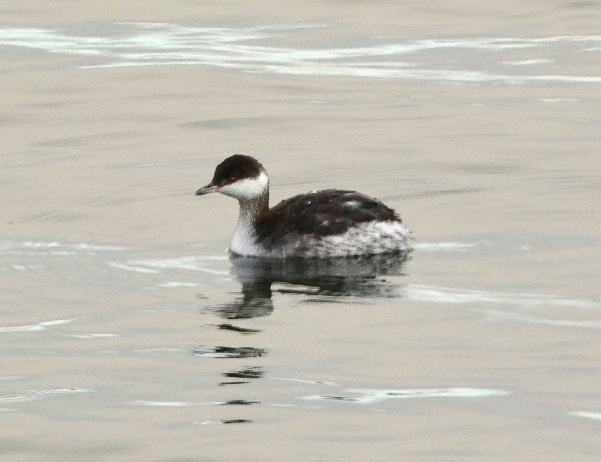 Horned Grebe