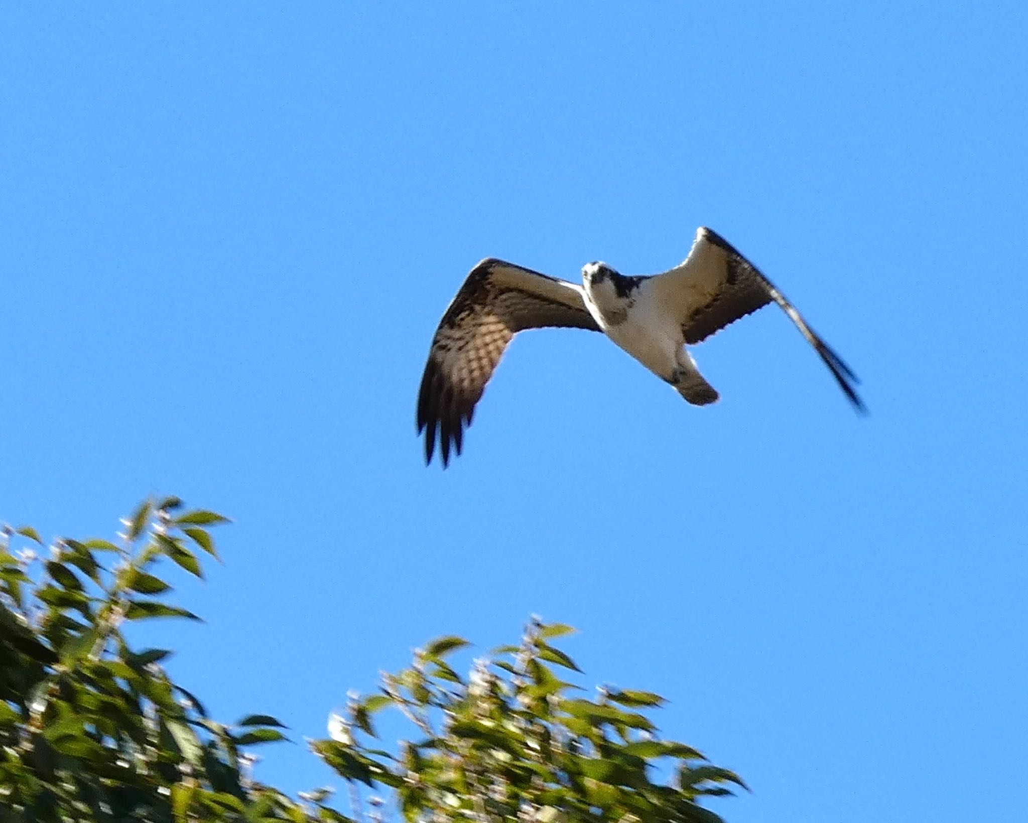 Photo of Osprey at 麻機遊水地 by koshi